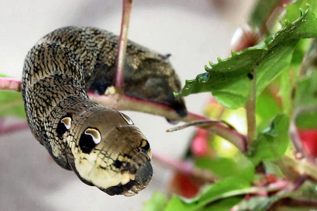 Uma lagarta única que parece ter a cabeça de uma cobra