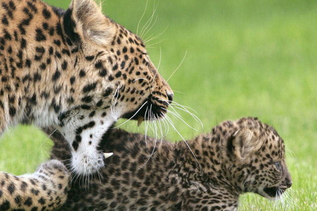 Leoparda tenta cruzar uma estrada, ainda que seus filhotes tm outros planos