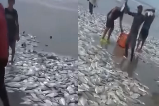 Milhares de peixes so lanados na praia de Acapulco pelo oceano e as pessoas 'pescam' com as mos