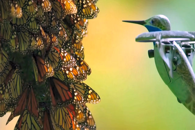 Milhares de borboletas monarcas registradas por um beija-flor espião