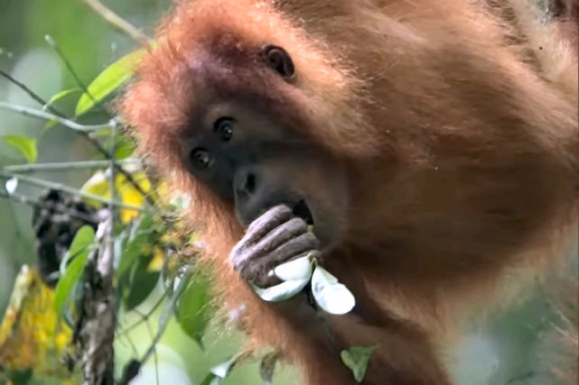 Orangotanga idosa ensina gentilmente à sua jovem filha o básico para sobreviver na floresta tropical