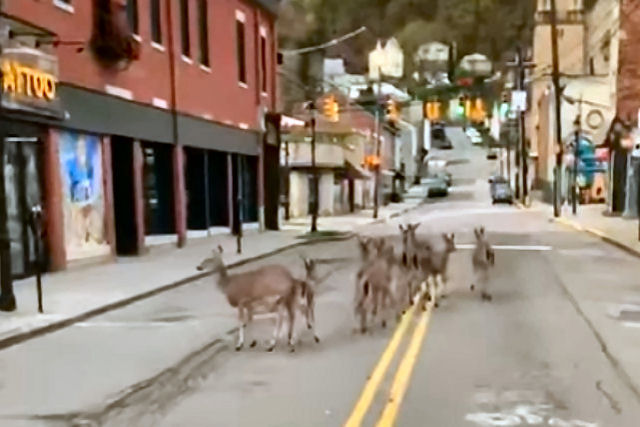Um grupo de cervos dá um tranquilo passeio por uma rua dos EUA em plena quarentena pelo coronavírus