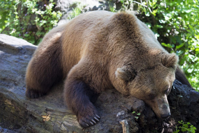 Filmam pela primeira vez em 150 anos um urso pardo no noroeste de Espanha