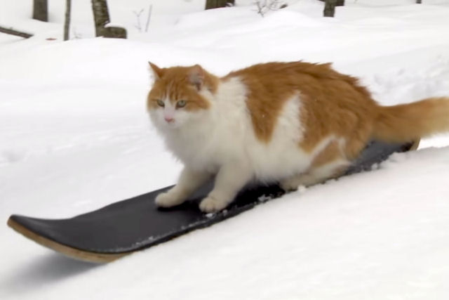 Gato realiza sem esforo truques surpreendentes de snowboard