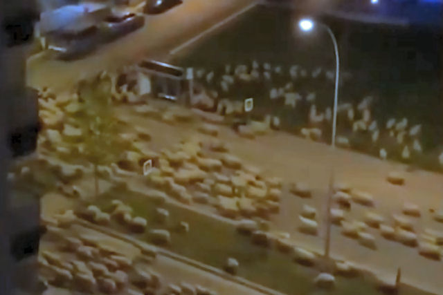 Um grande rebanho de ovelhas invade uma cidade turca enquanto seus residentes estão confinados pelo coronavírus