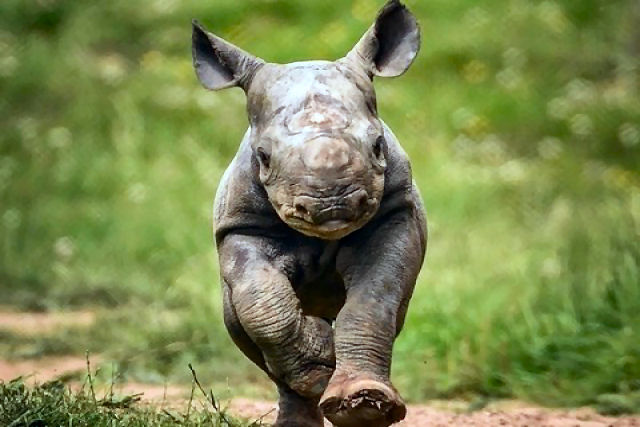 Se nunca ouviu como é a 'voz' dos rinocerontes, este vídeo é para você