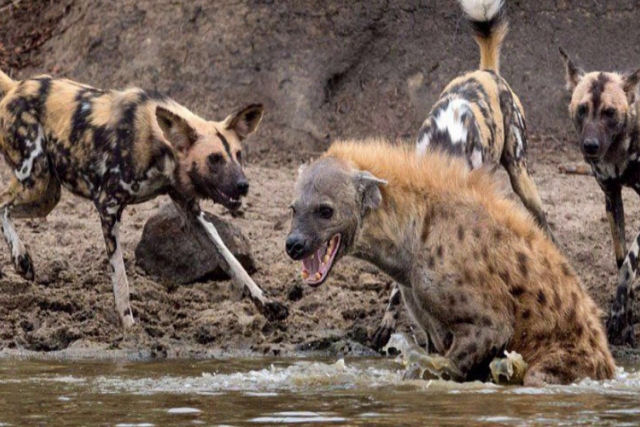 A briga encarniçada entre hienas e uma alcateia de mabecos por uma presa