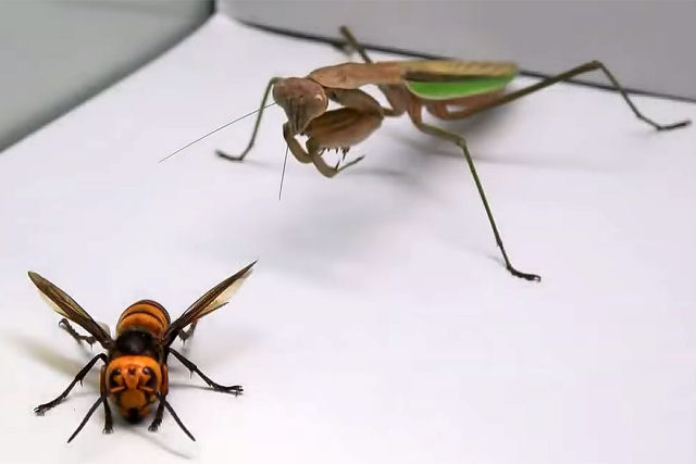 Veja o que ocorre quando juntam uma vespa-gigante-japonesa com um louva-a-deus