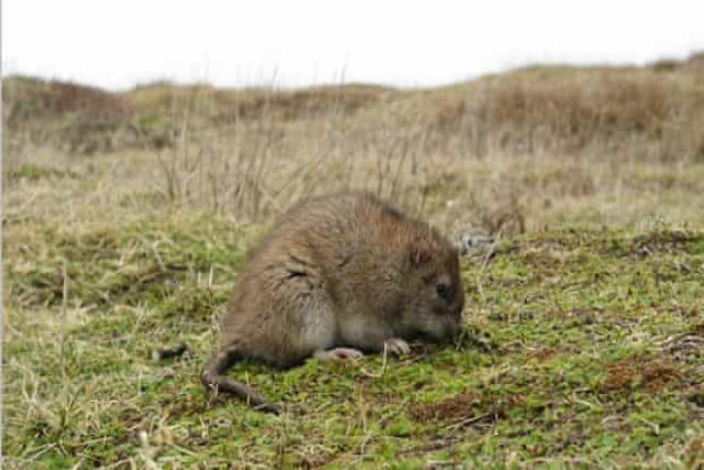 Há uma ilha do Atlântico que conseguiu o que parecia impossível: erradicar os ratos
