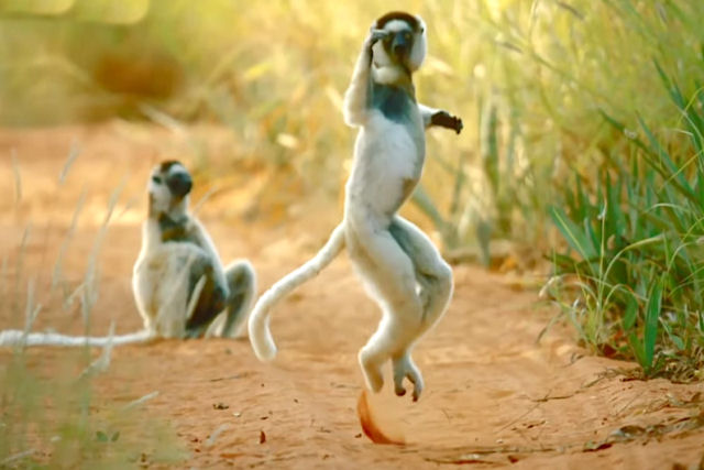 Um camaleão espião assiste calmamente os lêmures-sifakas dando saltos na floresta