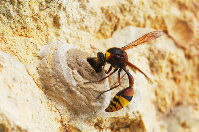 Tuiteira japonesa mostra como manter vespas longe de sua casa em segundos sem produtos químicos