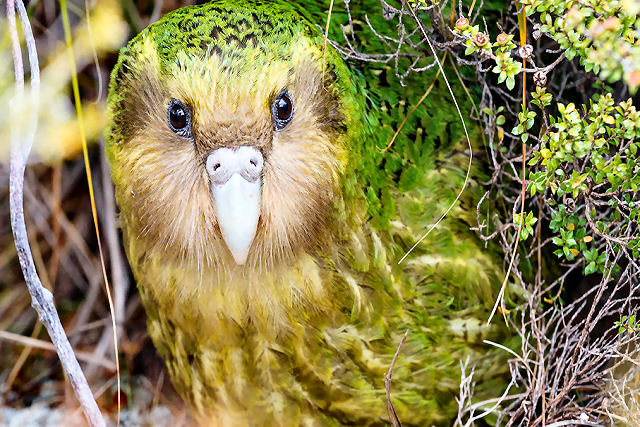 O dia em que um kakapo tentou acasalar com a cabeça de um fotógrafo