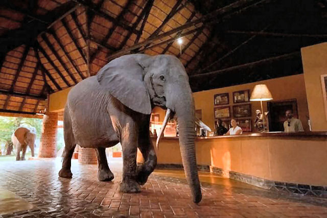 Elefante atravessa a recepção de um hotel na África para chegar a sua árvore favorita