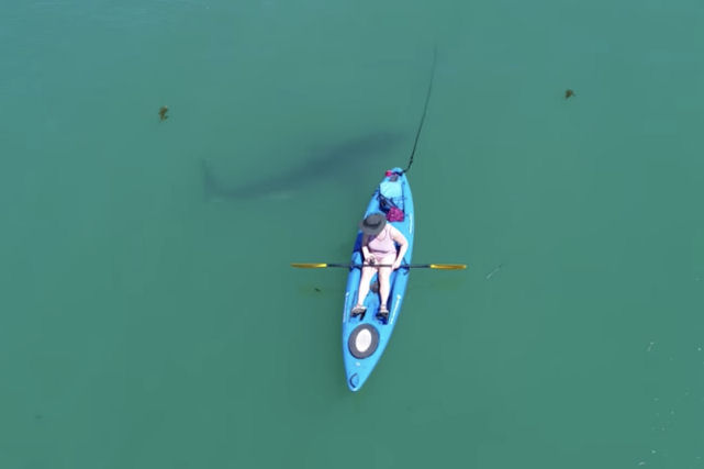 Um grande tubarão branco nada ao redor de um caiaque, próximo a um local que já ocorreu um ataque mortal