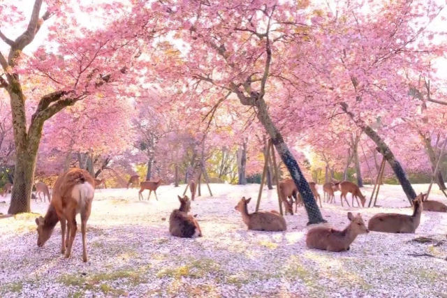 Este vídeo das cerejeiras de Nara, no Japão, é o oásis que todos precisávamos encontrar