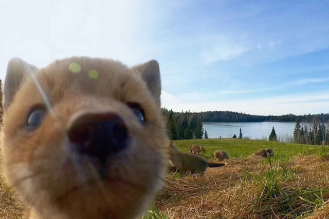 Um adorável supercut de animais selvagens registrados em câmeras ocultas nas florestas de Quebec