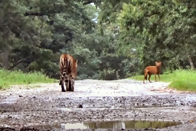 Um tigre tenta caçar um cão-selvagem-hindu que não está disposto a se render