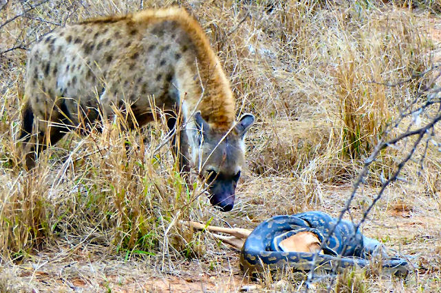 Uma astuta hiena rouba o impala que uma enorme pton caou