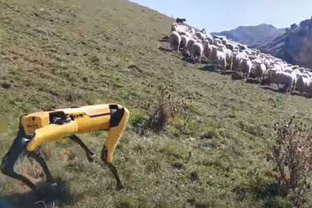 Algum est usando o rob-co da Boston Dynamics para pastorear ovelhas