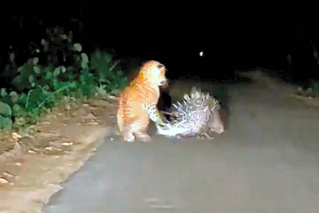 Um porco-espinho ensina uma dolorosa lio a um leopardo que o espreitava