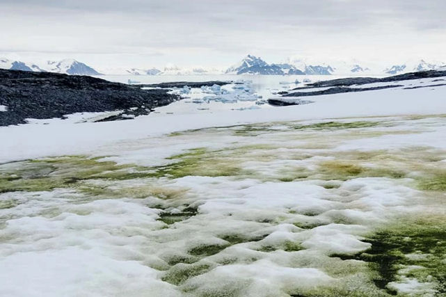 A crise climtica est tingindo a costa da Antrtida de verde, dizem cientistas