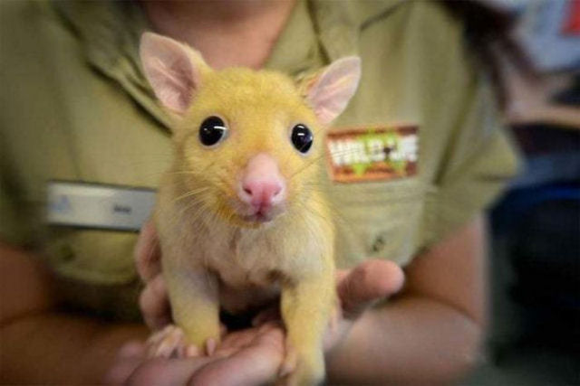 Clnica veterinria australiana resgata um raro gamb dourado, mas todo mundo est achando que  um Pikachu