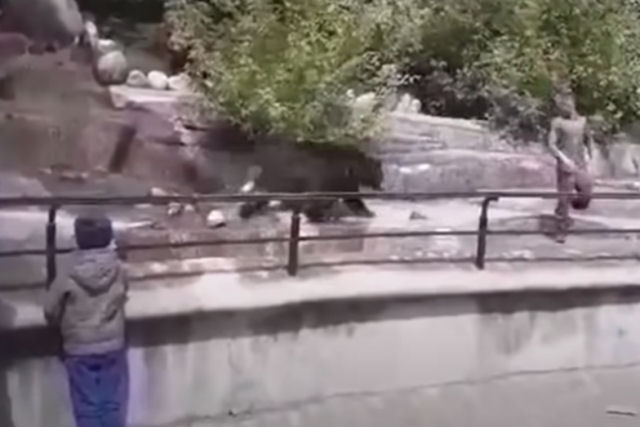 Polonês bêbado entra no recinto de um urso e tenta afogá-lo