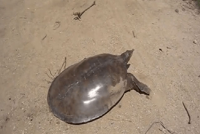 Quem disse que as tartarugas são lentas? 