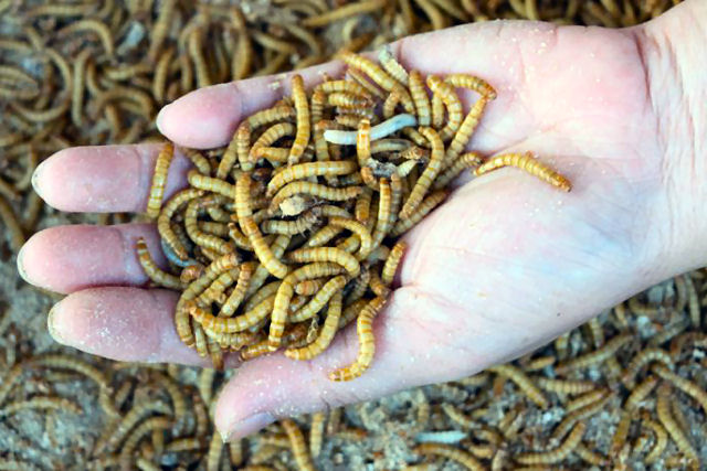 Agenda 'verde' da União Europeia pede para comermos insetos para salvar o planeta