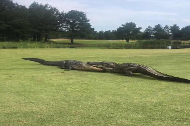 Dois jacarés enormes lutam diante de testemunhas em um campo de golfe