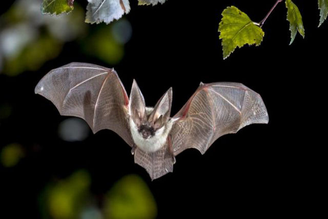 Por que os morcegos não adoecem com os vírus que transmitem, mas os humanos sim? A resposta está na febre