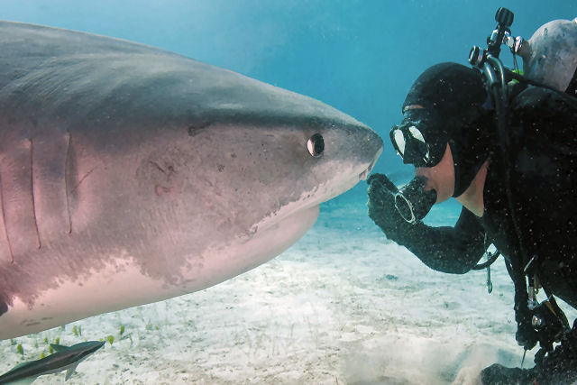 Mergulhador conservacionista e tubaro-tigre so amigos faz 20 anos