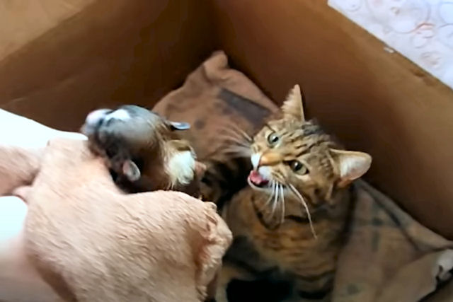 Instinto maternal: gata com ninhada adota um filhote de cão