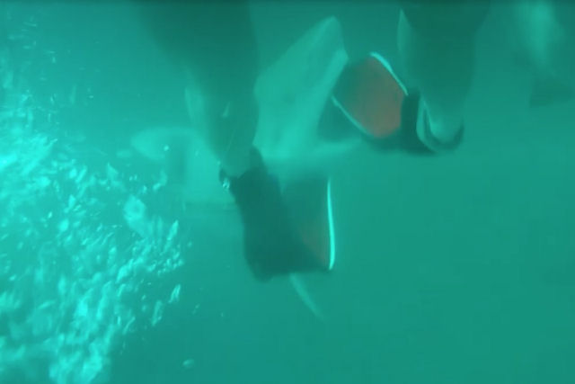 Tubarão surge de repente e leva nadadeira do mergulhador com uma mordida