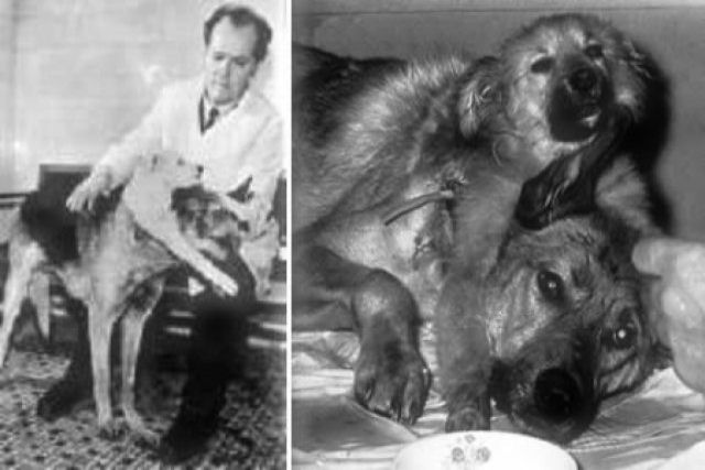 Os bizarros experimentos de cães de duas cabeças feitos por um cientista russo
