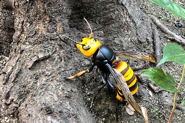 A figura articulada da vespa-japonesa assassina é o brinquedo que melhor define 2020
