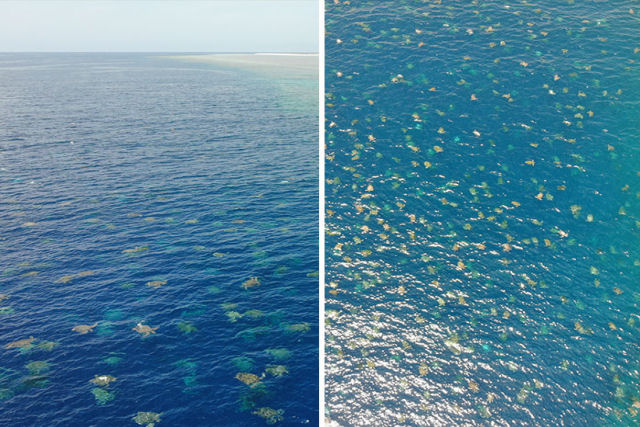 As espetaculares imagens de drone de milhares de tartarugas na Grande Barreira de Coral
