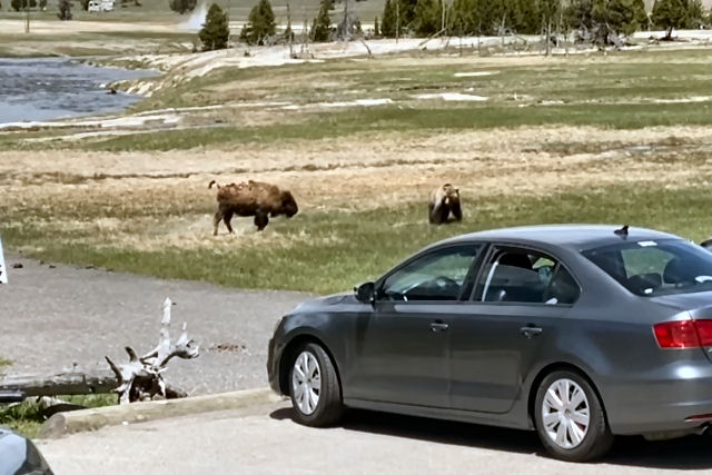 A briga encarniçada de um urso-pardo e um bisão em Yellowstone