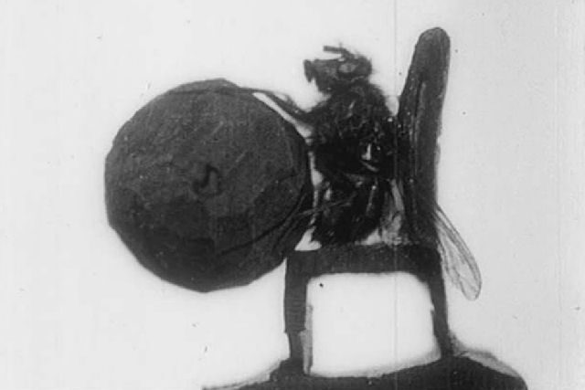A mosca acrobática de 1910 que deixou os críticos incrédulos