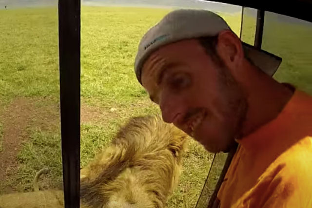 Turista coloca a mão pela janela do carro e toca um leão, mas logo se arrepende