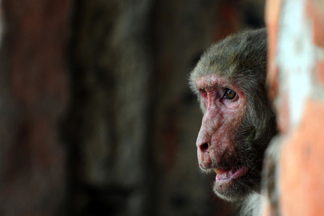 Macaco viciado ao álcool passará o resto de sua vida na jaula de um zoo por matar uma pessoa e morder 250