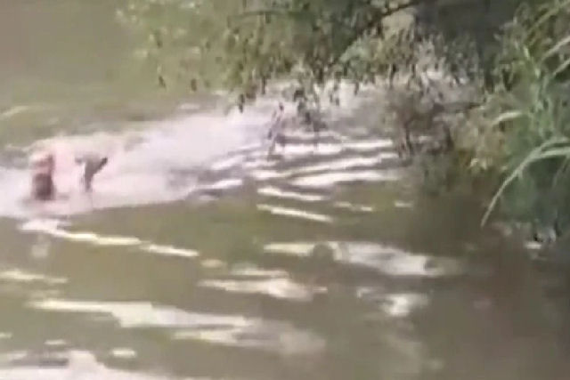 Croata foi pescar e acabou salvando um pequeno cervo que se afogava no rio