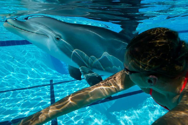 Com este golfinho robótico os aquários não terão que manter os reais em cativeiro