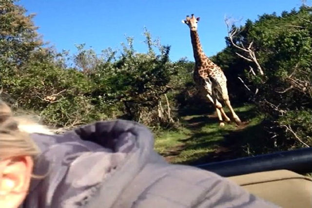 Uma girafa persegue um carro com turistas, na África do Sul
