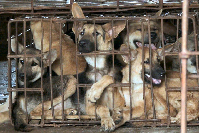 China abriu sua feira anual de carne de cão em plena pandemia mundial por coronavírus
