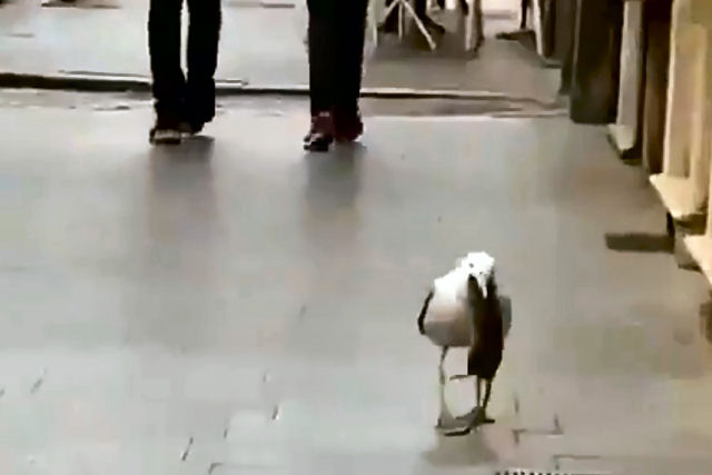 Uma gaivota engole uma ratazana inteira em plena rua de Roma