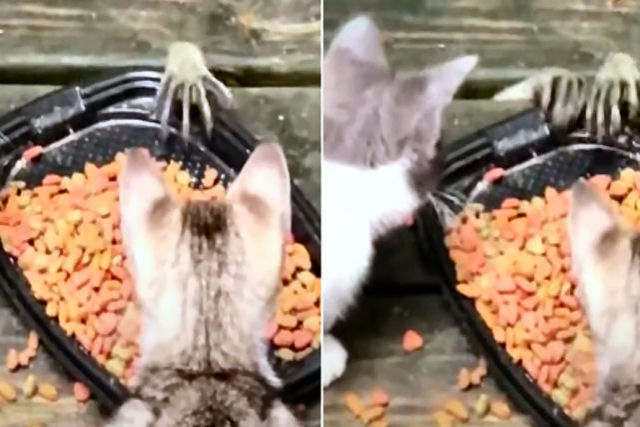 Guaxinim astuto rouba comida de dois gatinhos enfiando as patas através das fendas de um deck de madeira