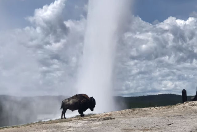 Um bisão imperturbável relaxa junto a um gêiser em erupção em Yellowstone