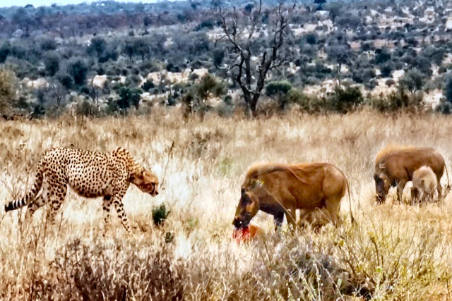 Uma vara de javalis-verrugosos arrebata sem resistência a presa de um guepardo