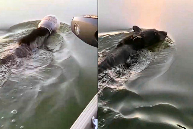 Salvam um urso que nadava em um lago com a cabeça presa em um pote plástico